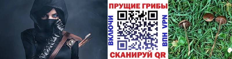 Галлюциногенные грибы Cubensis  Нальчик 